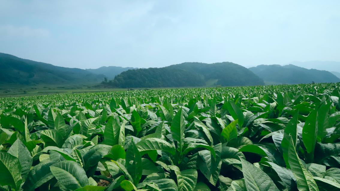 搭建崭新平台延伸协商触角蛟河市白石山镇政协委员联络站助推烟叶产业