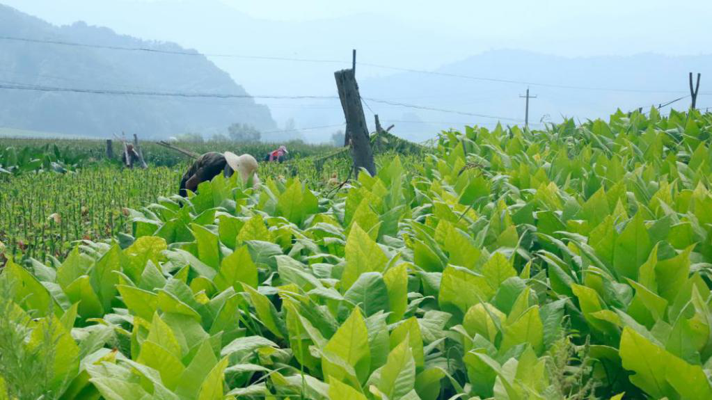 搭建崭新平台延伸协商触角蛟河市白石山镇政协委员联络站助推烟叶产业